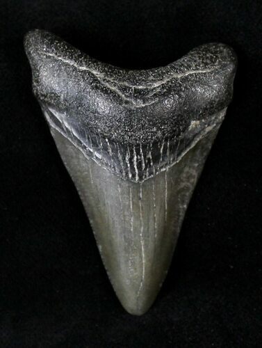 Juvenile Megalodon Tooth #20782